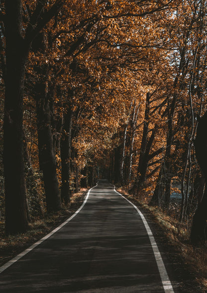 road among dark forest trees.