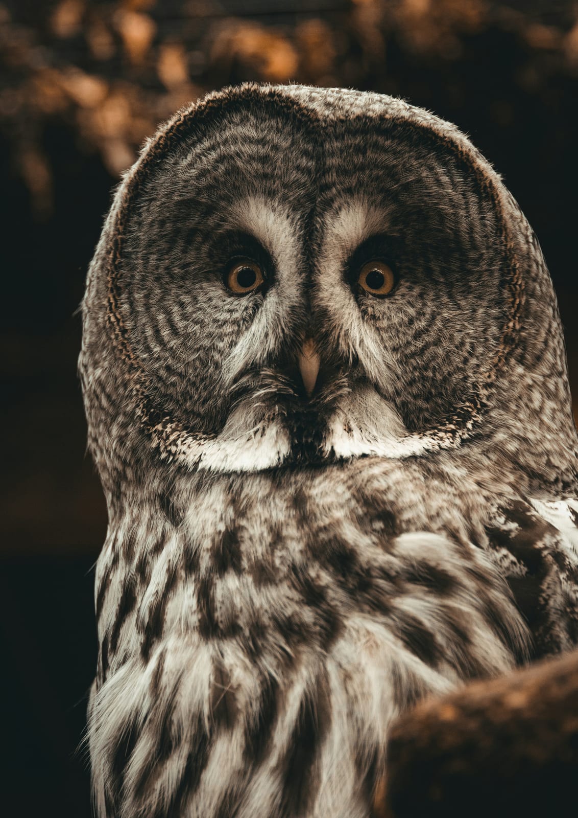 owl portrait.