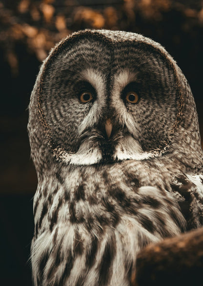 owl portrait.