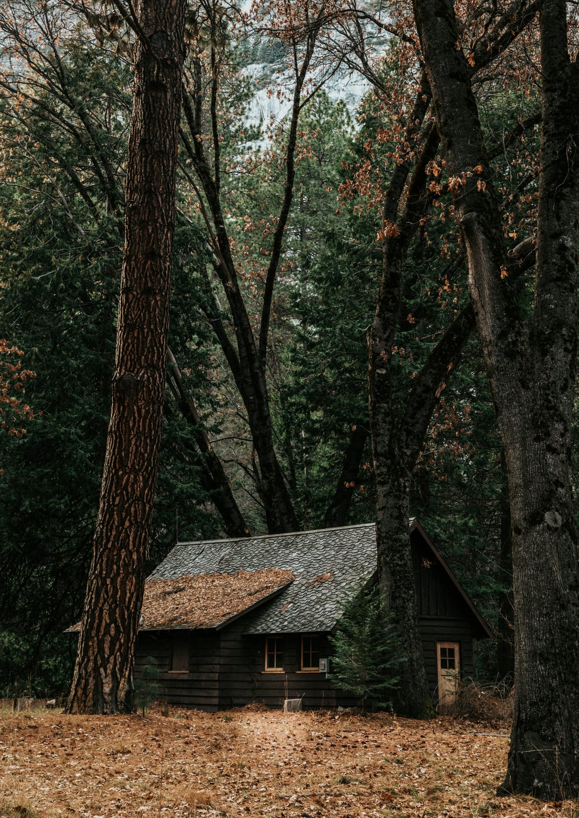 small house among trees.