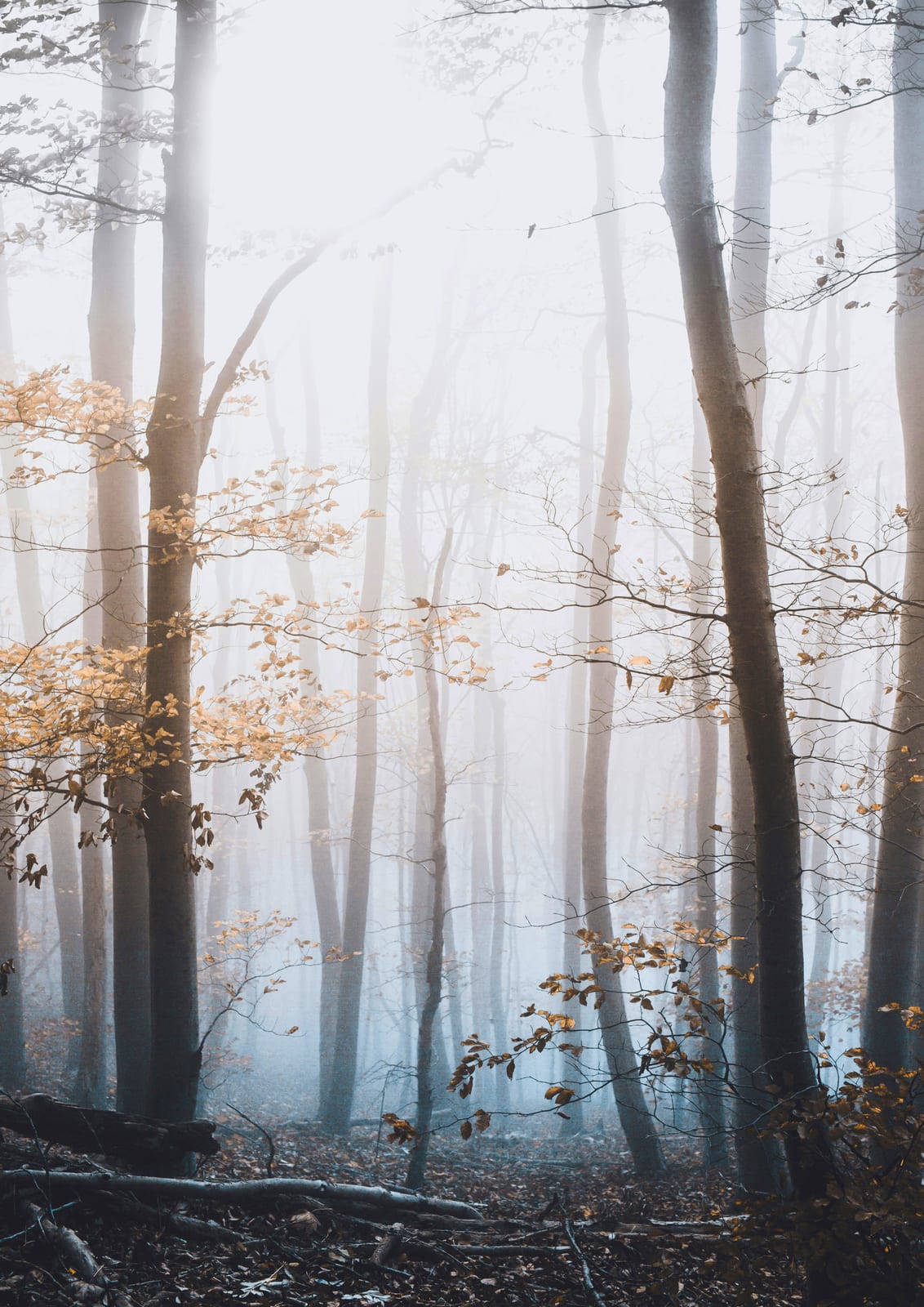 misty forest.