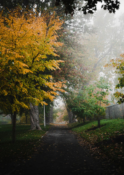 road among tall trees.