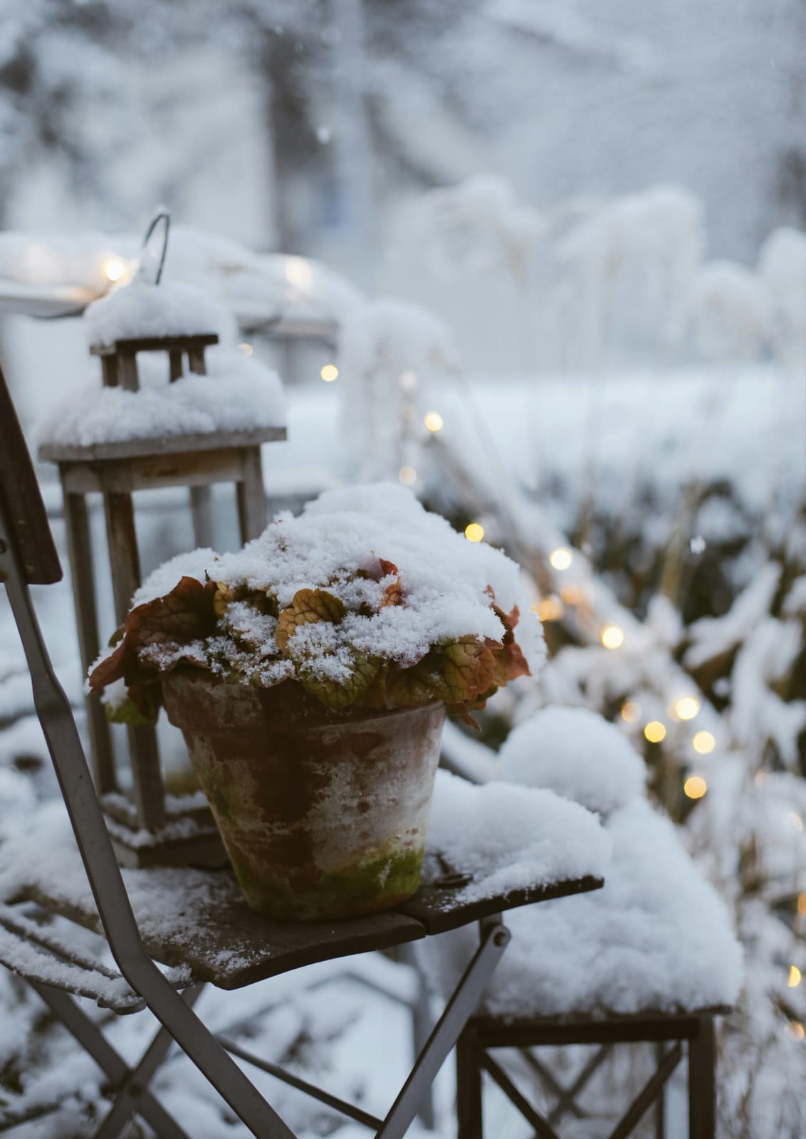 snow-covered plant in a pot on a chair.