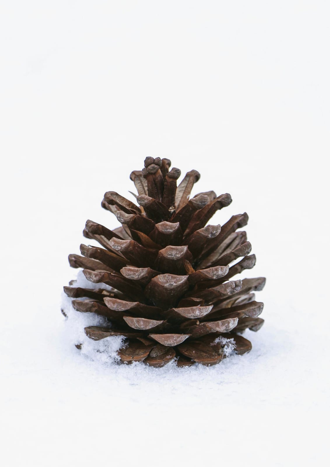 A brown pinecone rests on pale snow.