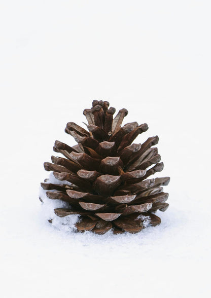 A brown pinecone rests on pale snow.