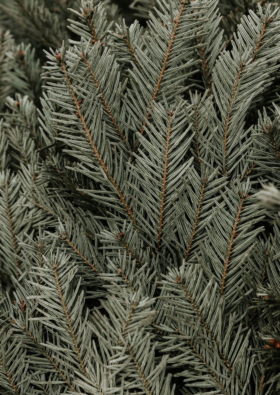 Green evergreen needles appear in close detail.