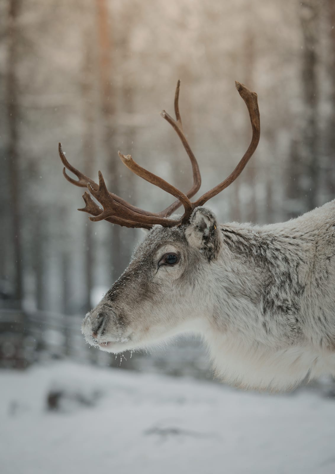 A horned deer appears in a winter forest.