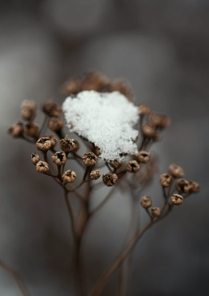 A dry seed head is coated in snow.