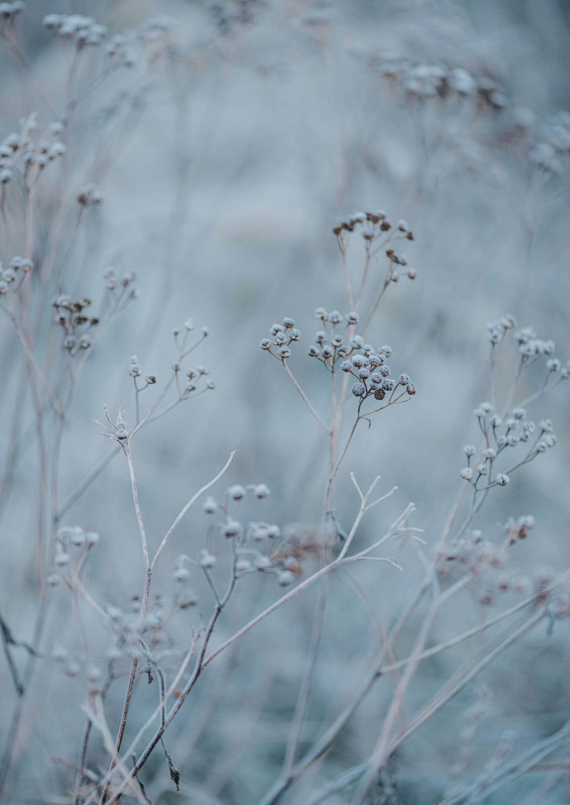 Thin dry stems are edged with frost against gray-blue.