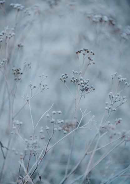 Thin dry stems are edged with frost against gray-blue.