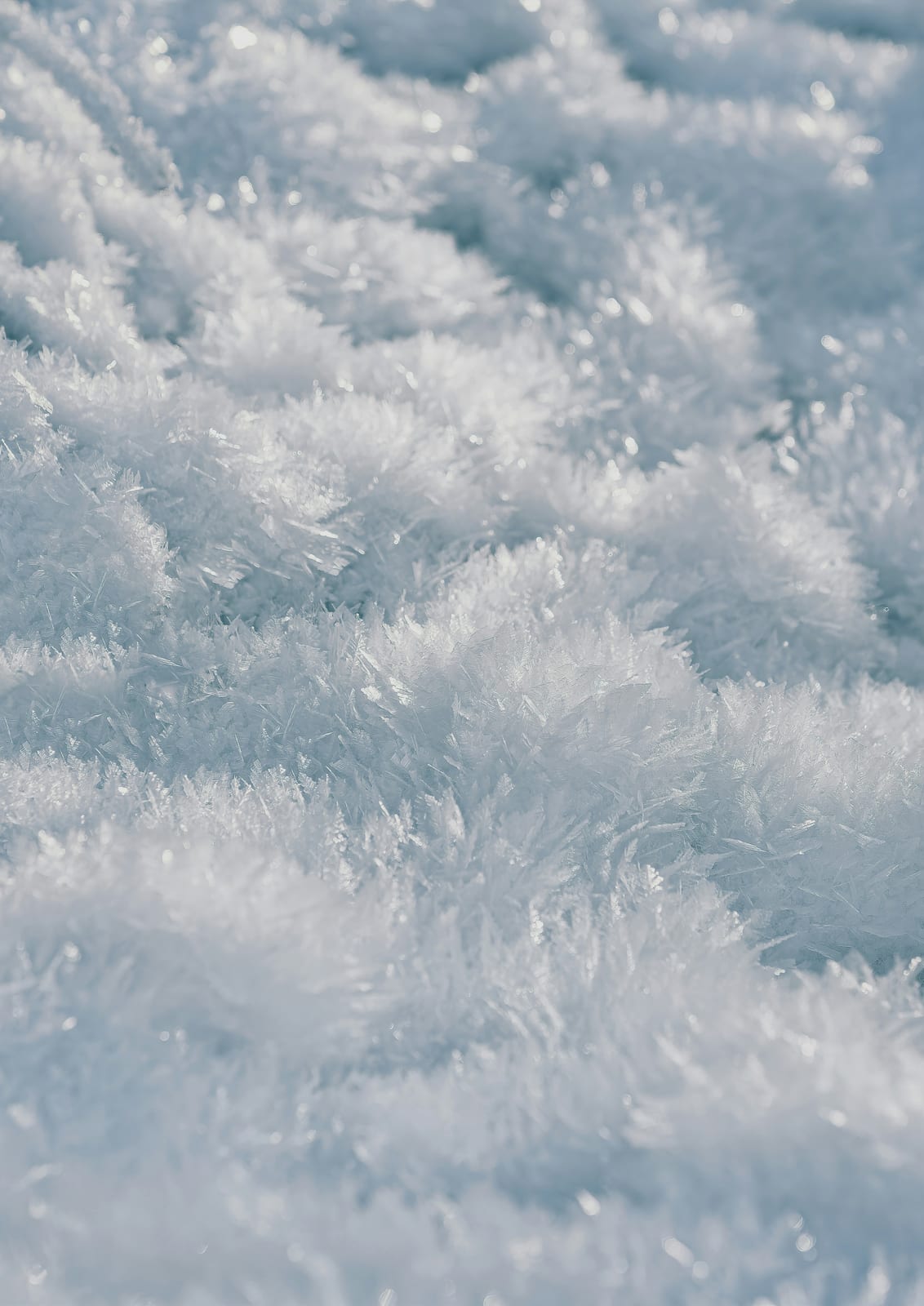 Snow and frost appear in close-up texture.