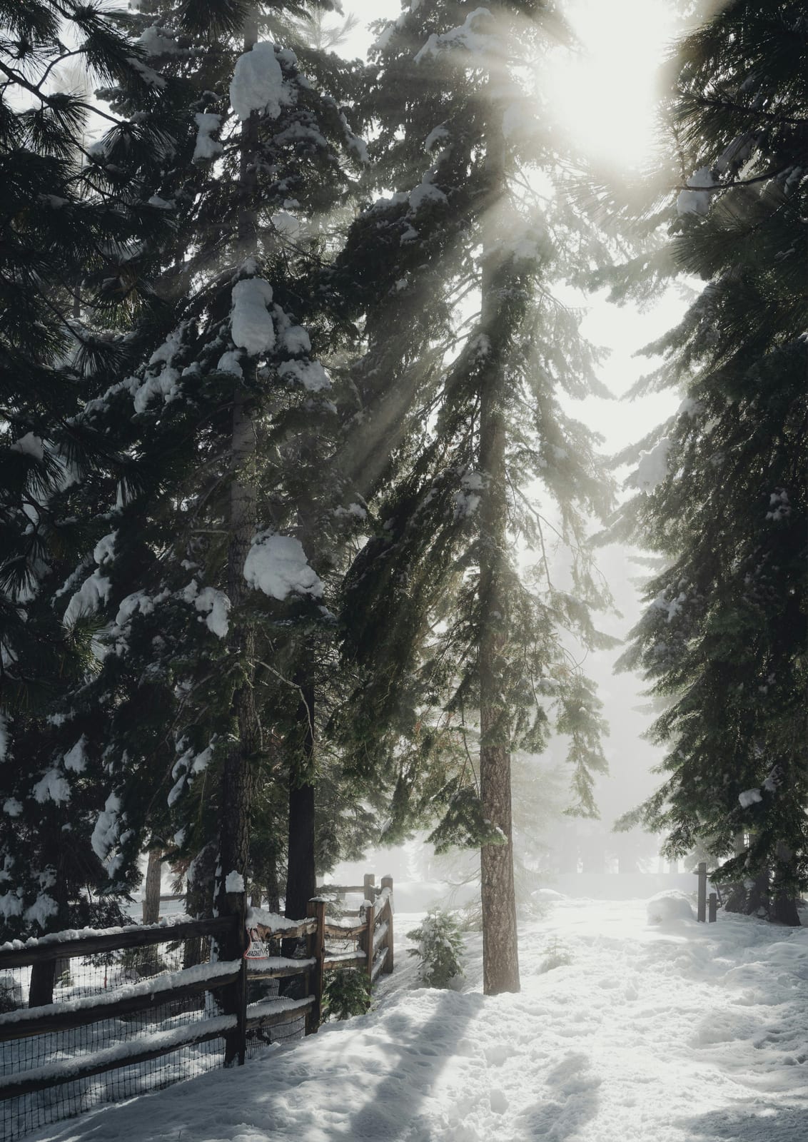 Sunlight filters through snow-covered pines and a fence.