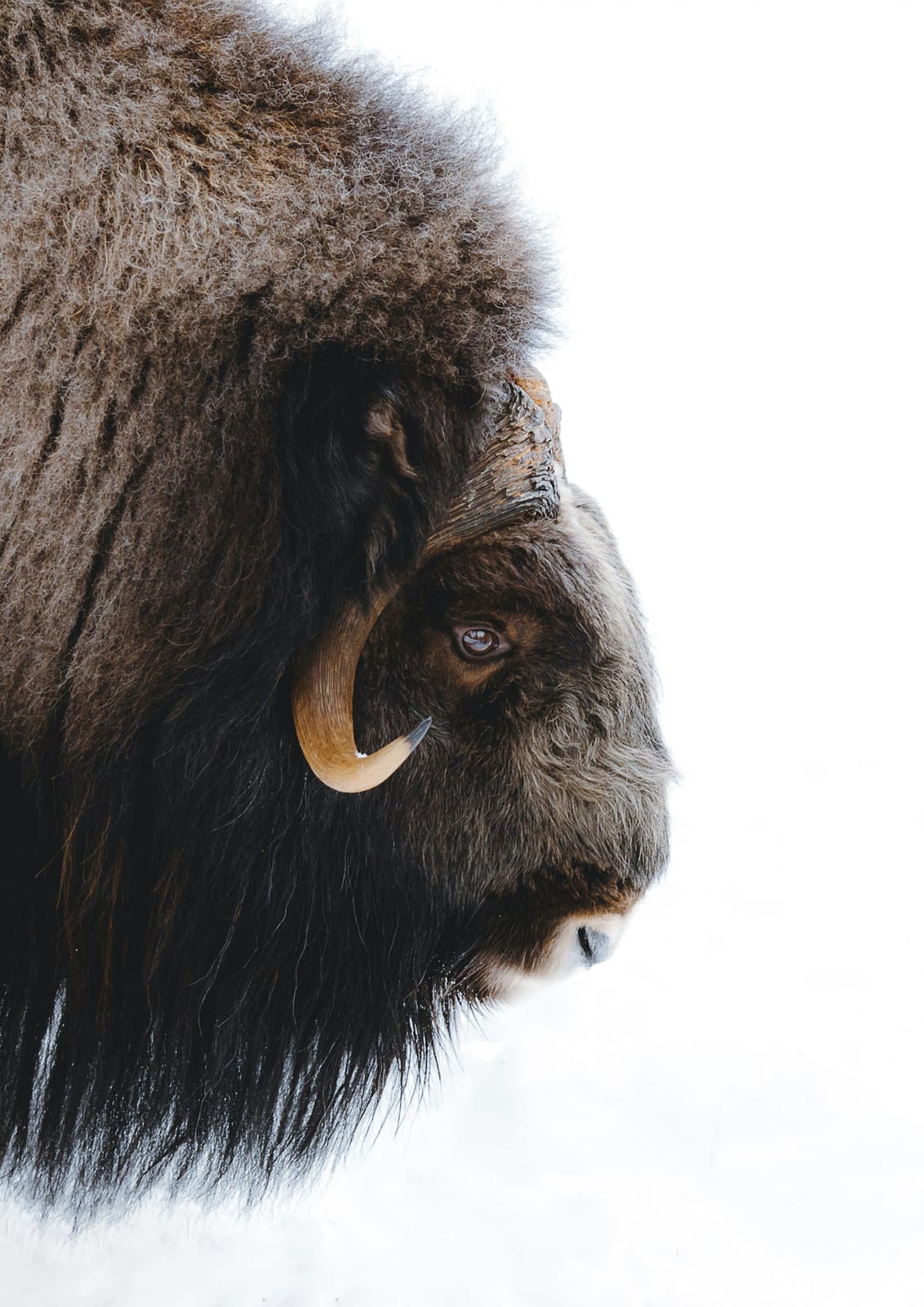 A shaggy horned animal appears in profile.