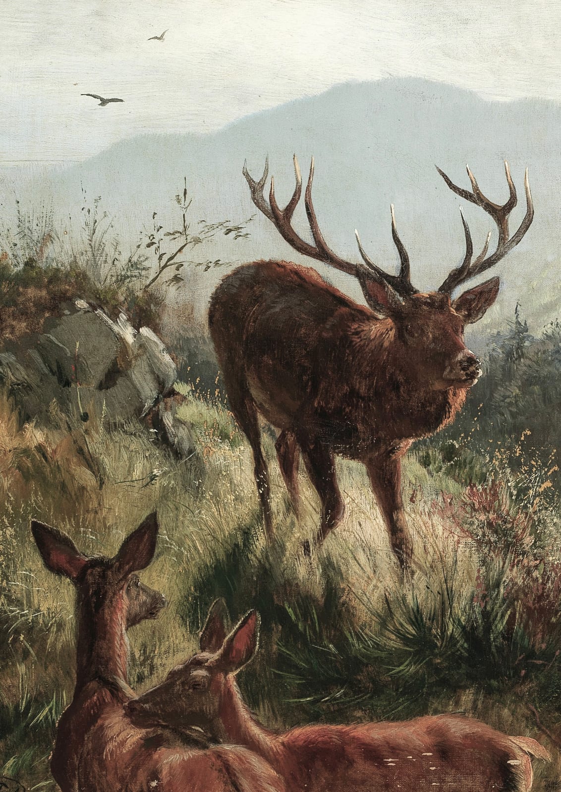 group of deer.