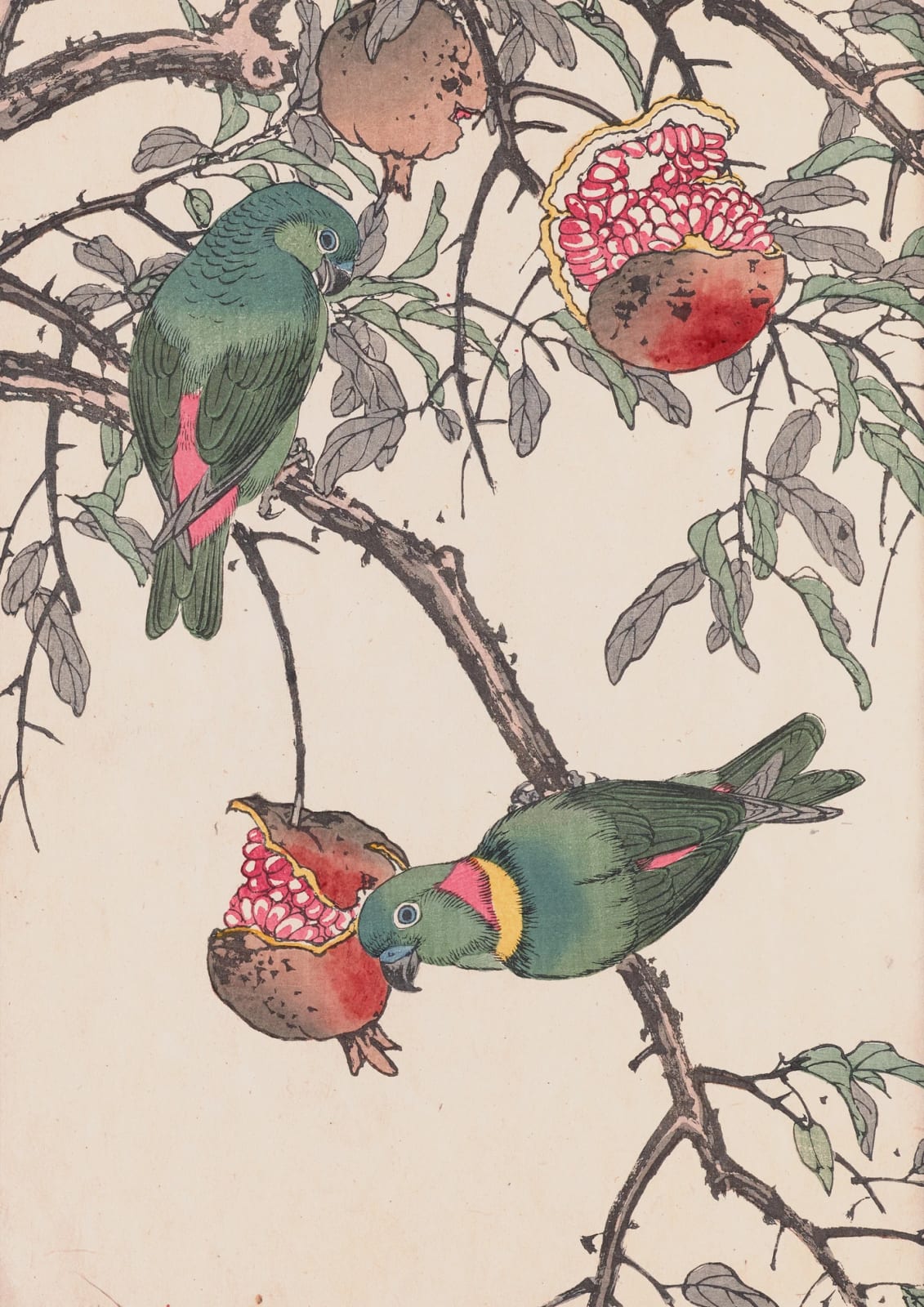 Two green parrots feed on pomegranates.