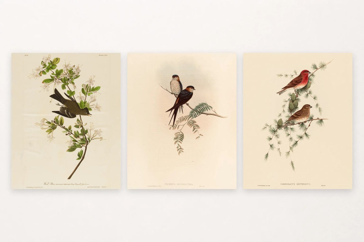 Dark bird among flowers, two swallows, and red and brown birds in evergreens.
