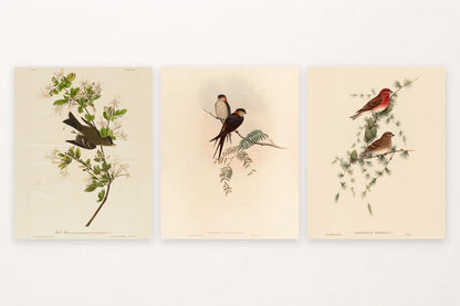Dark bird among flowers, two swallows, and red and brown birds in evergreens.