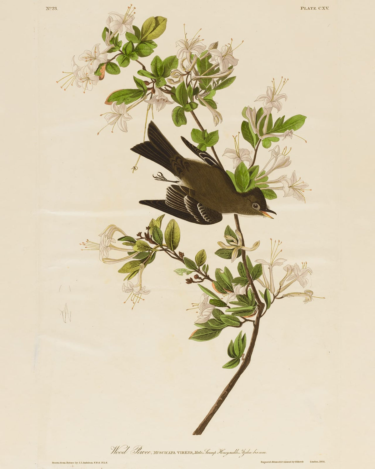 A dark bird among white flowers and leaves.
