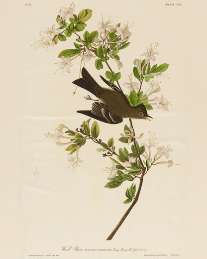 A dark bird among white flowers and leaves.