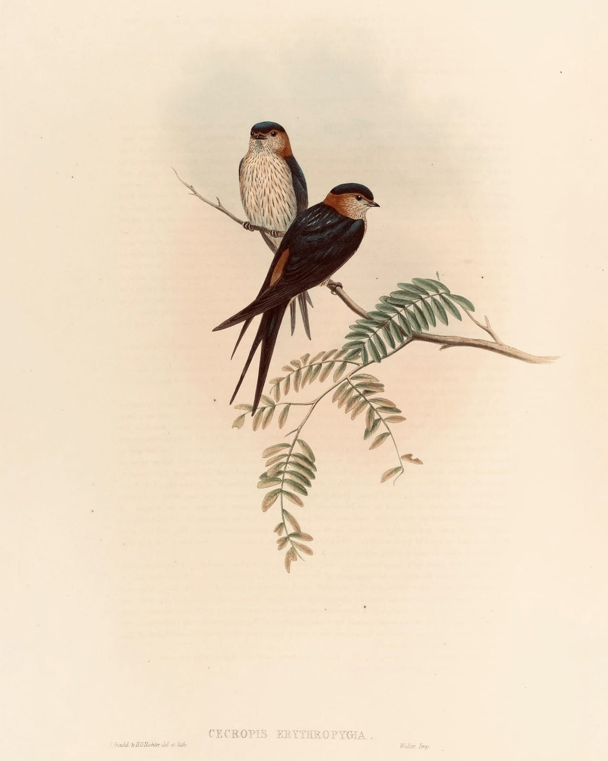 Two swallows perched along a branch.