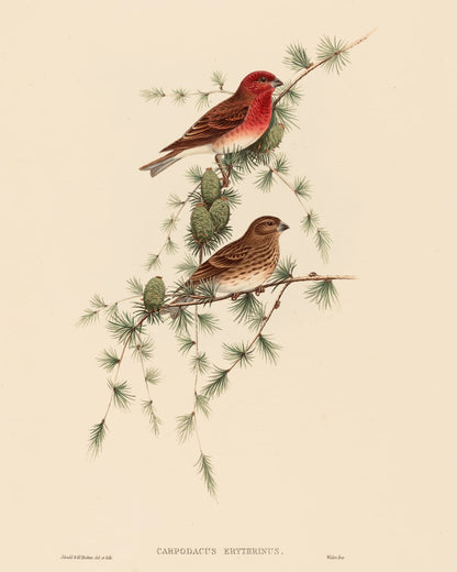 Red and brown birds among evergreen foliage.