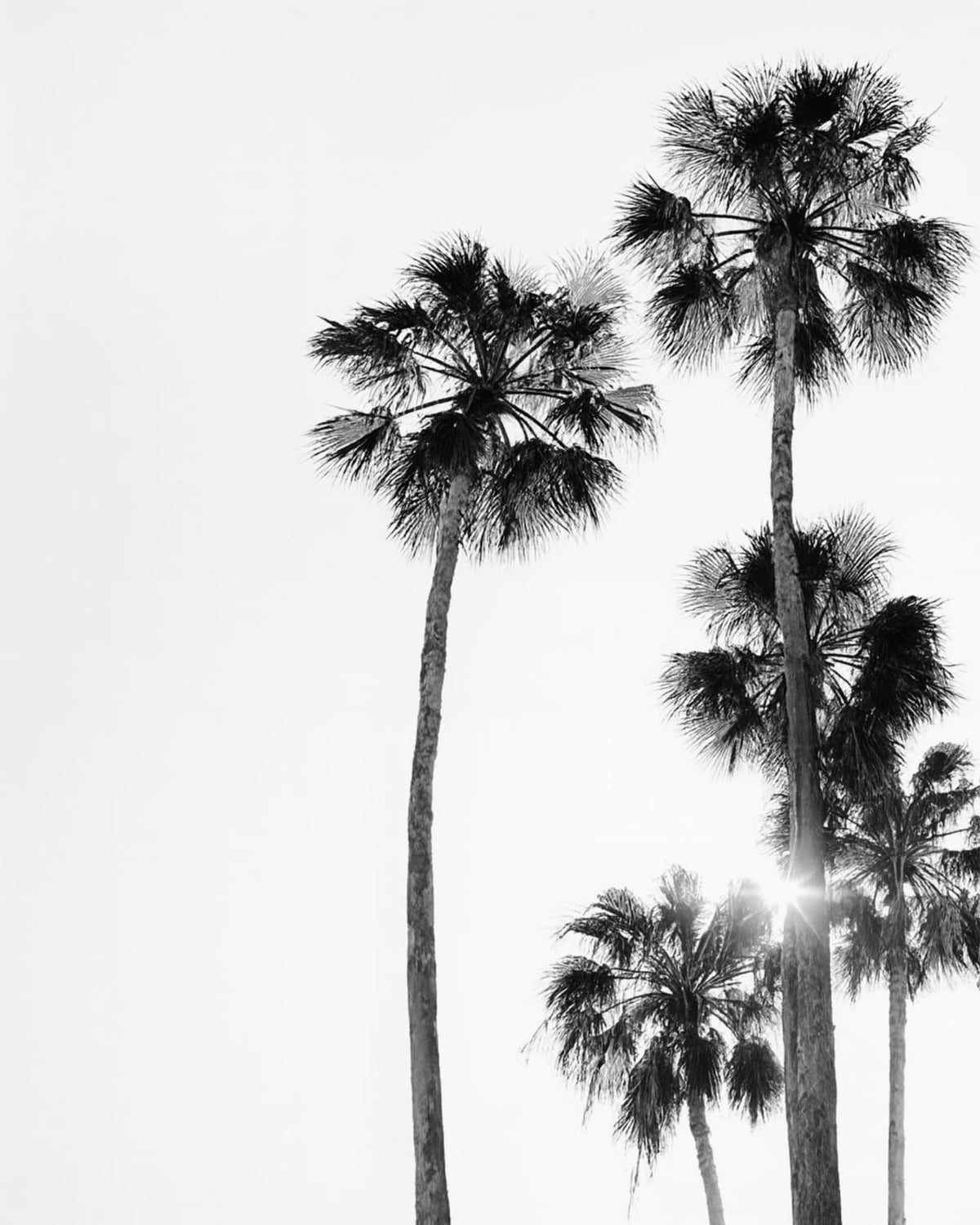 Tall palm trees against a bright background.