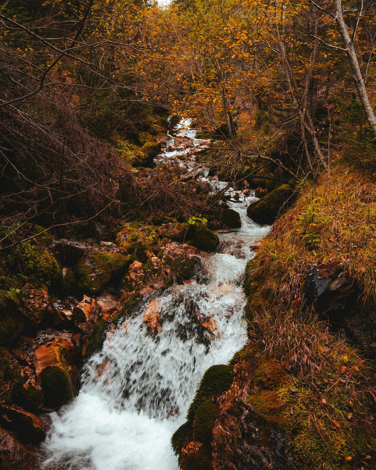 A waterfall among copper-toned autumn leaves.