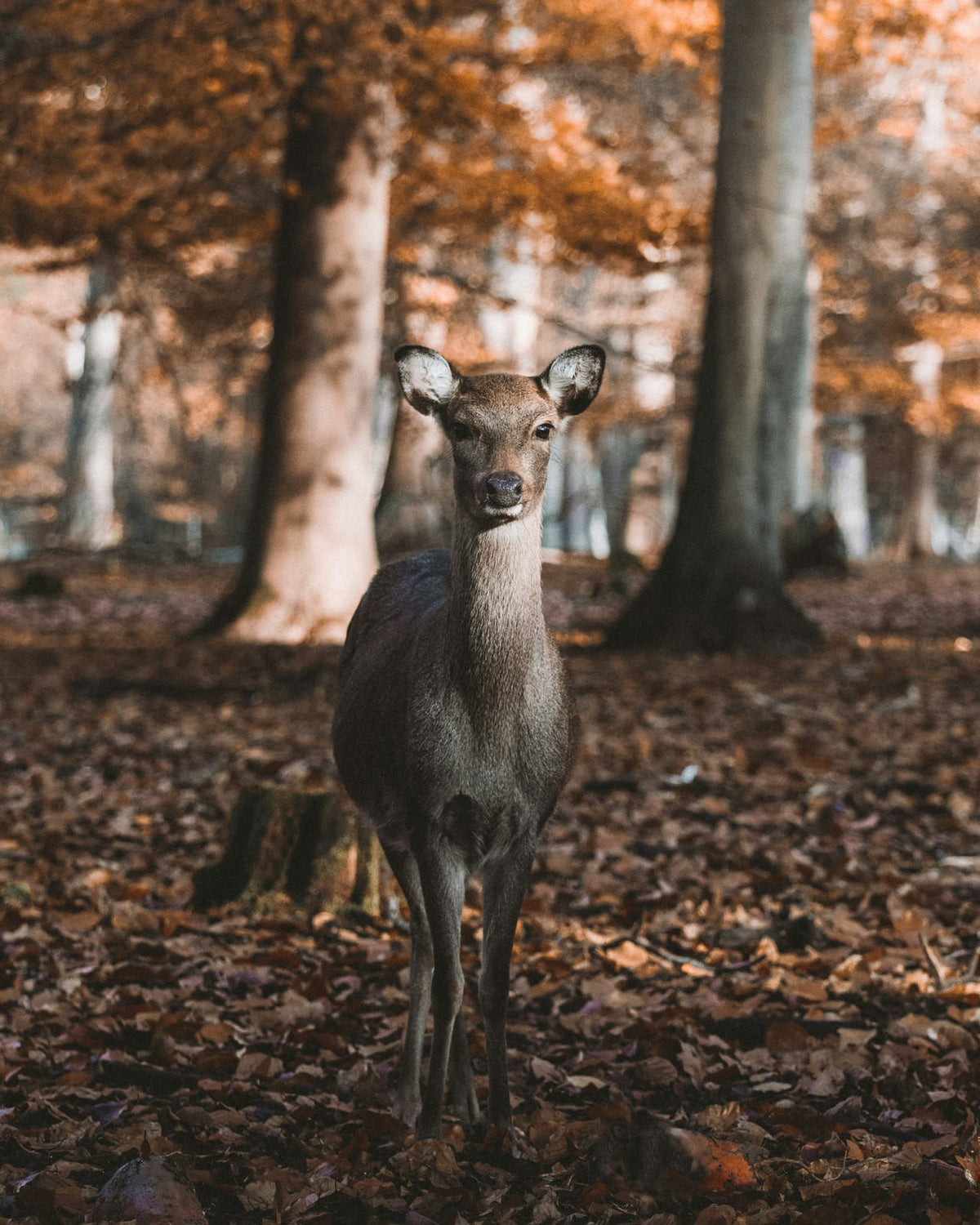 A deer standing among autumn leaves.