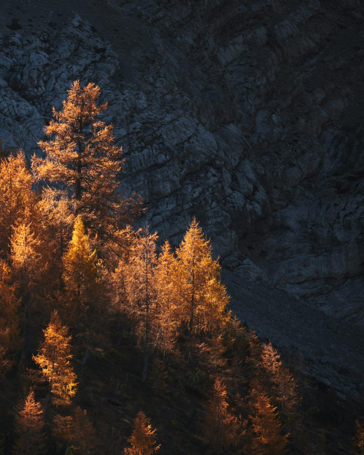 Golden larches beside dark rock formations.