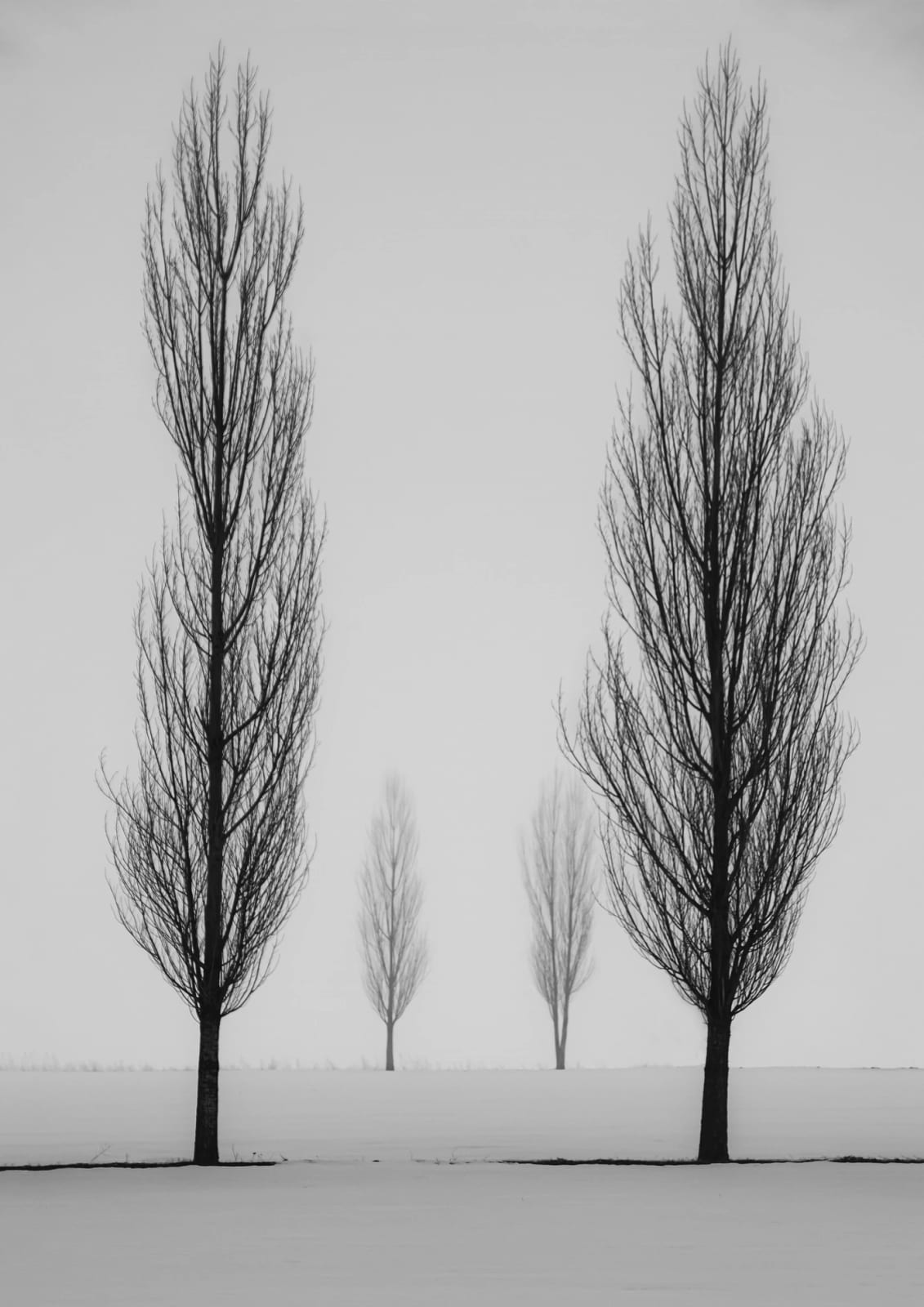 Four trees stand across a snow-covered field.