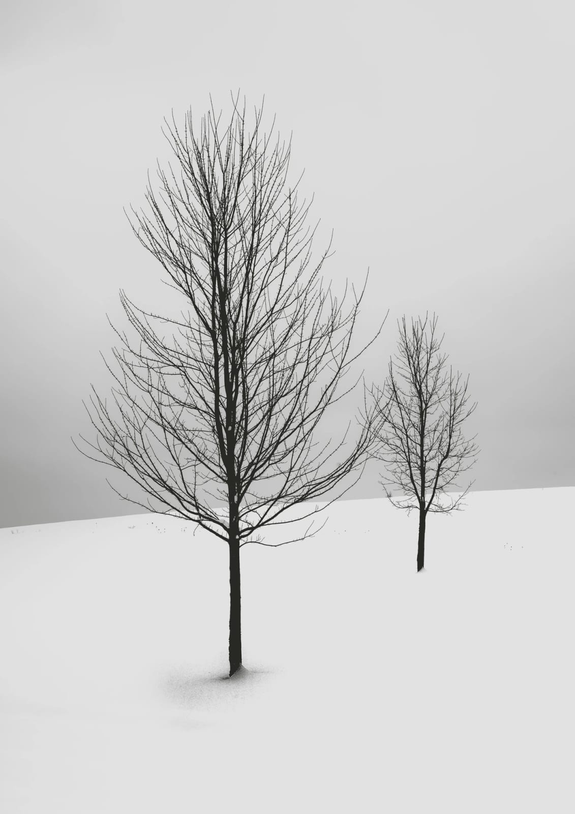 Two trees mark a snowy slope.