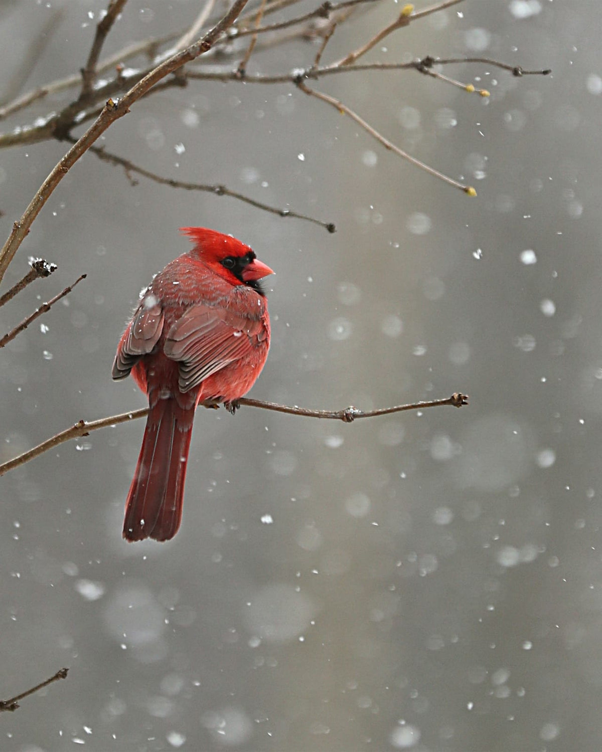 A red bird perched on a snow-covered branch.