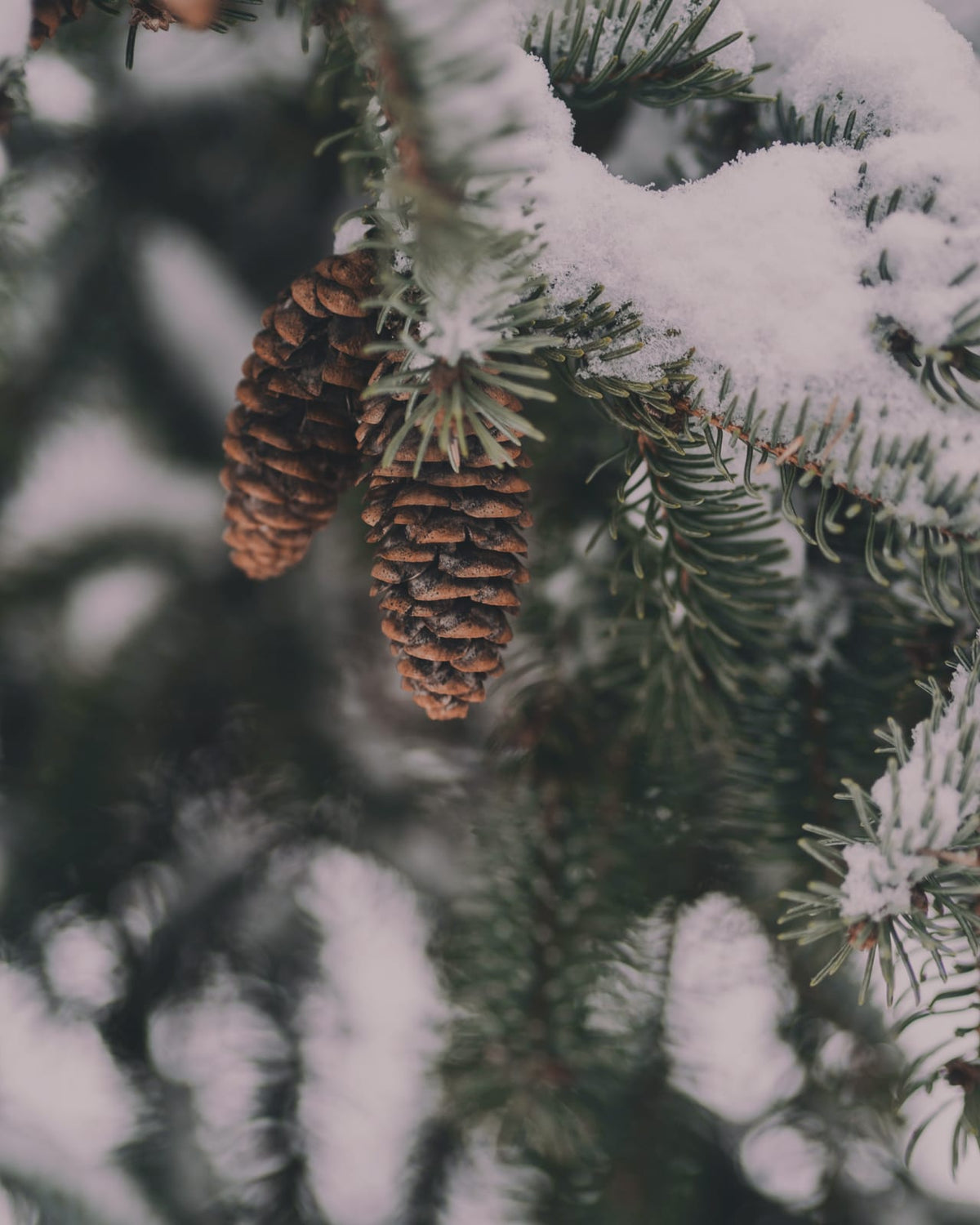 Pinecones among snow-dusted evergreen branches.