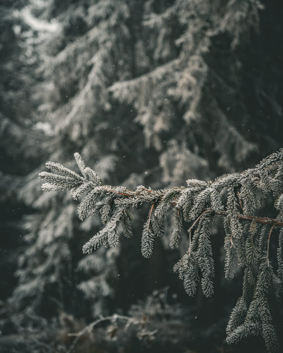 A frost-covered evergreen branch.