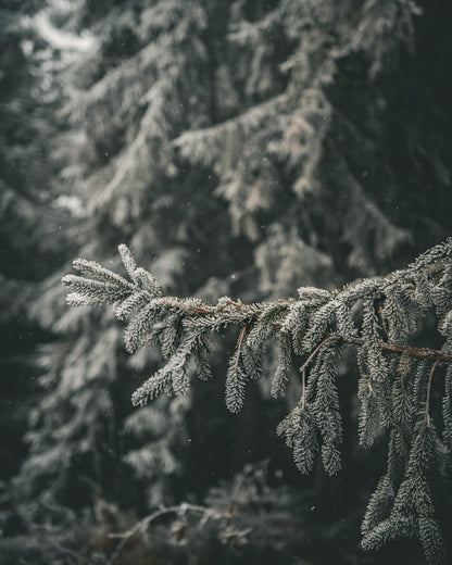 A frost-covered evergreen branch.