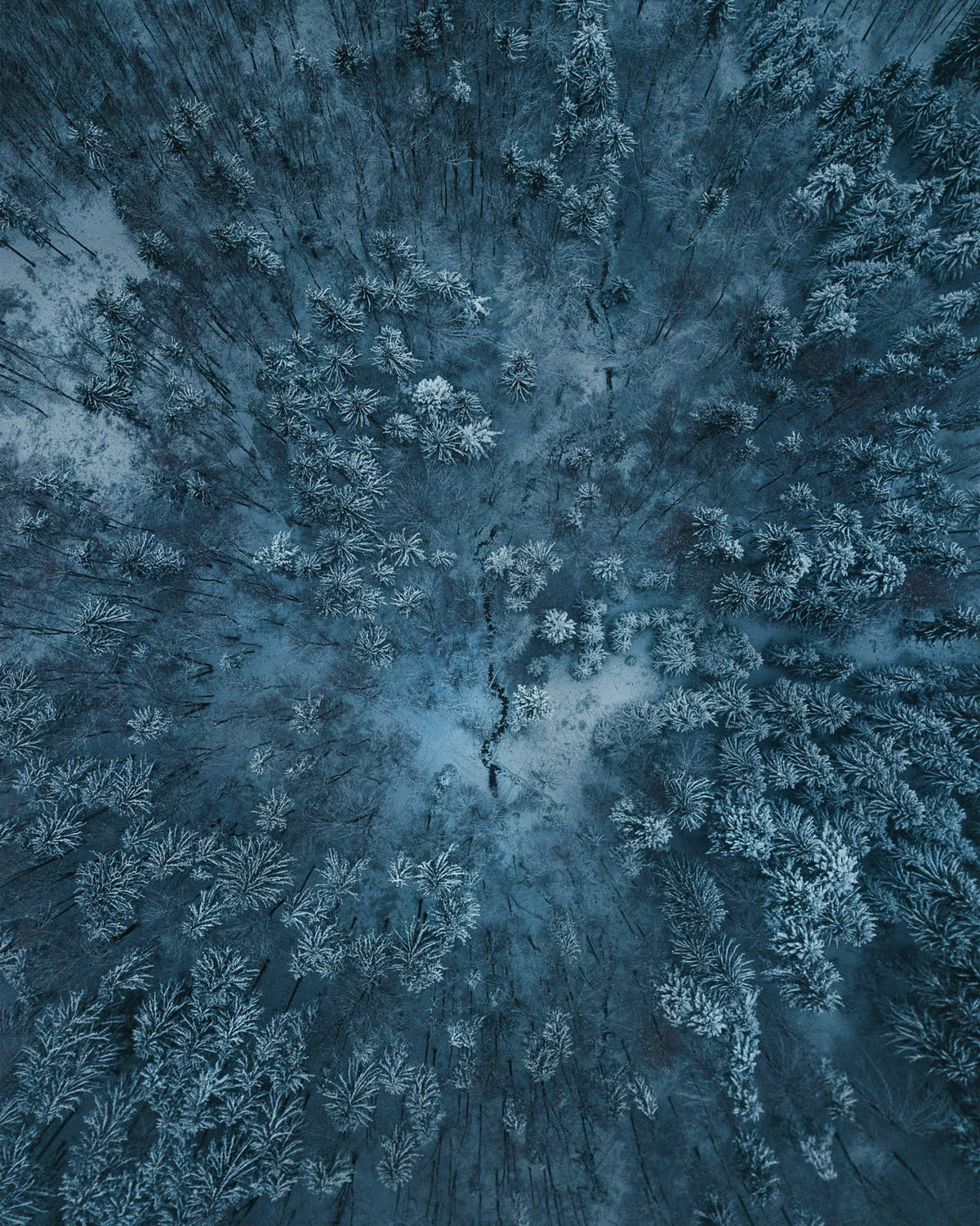 A snowy evergreen forest viewed from above.