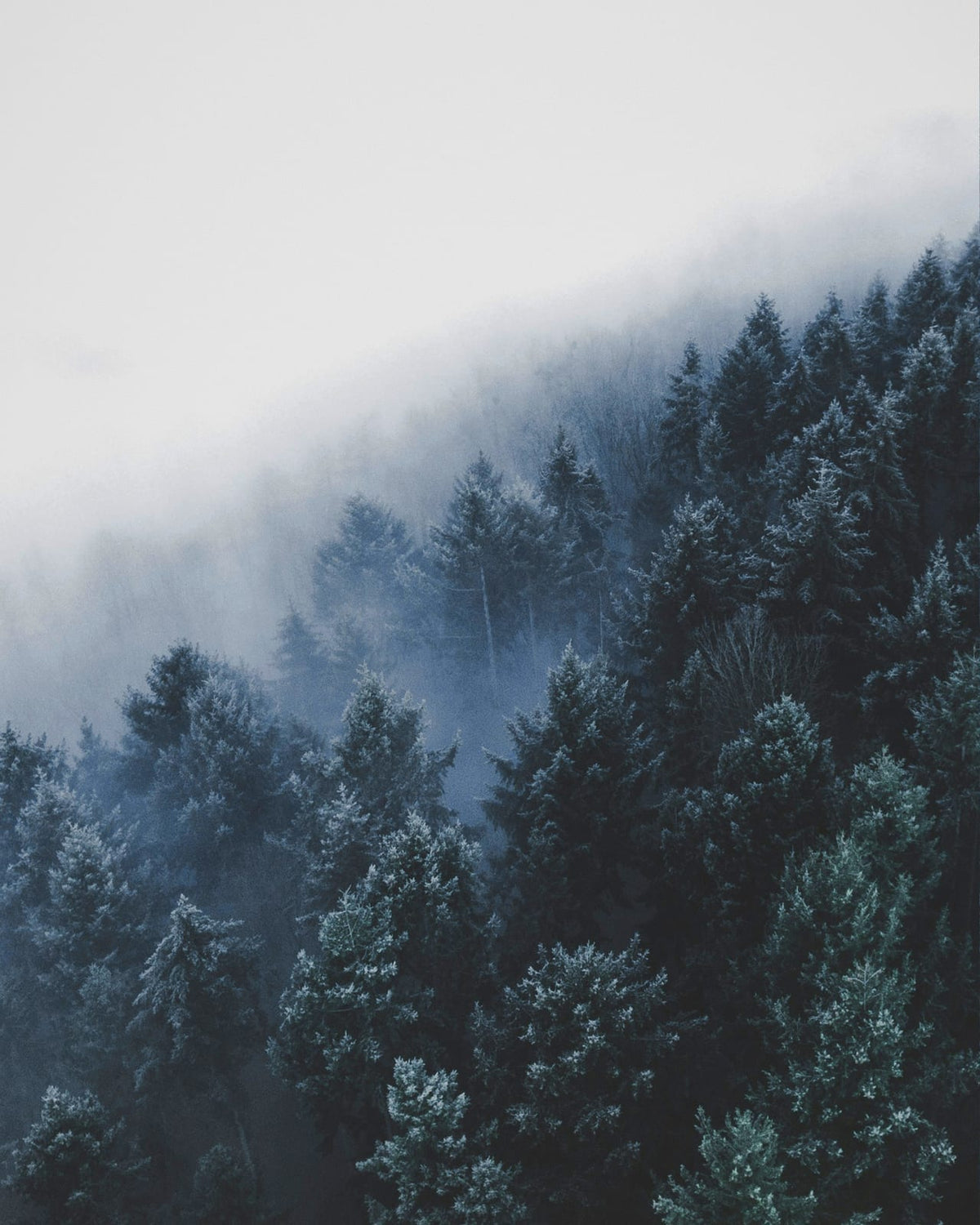 Dark fir trees in pale winter mist.