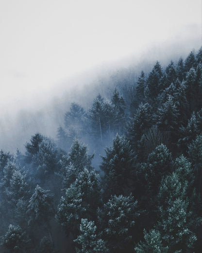Dark fir trees in pale winter mist.