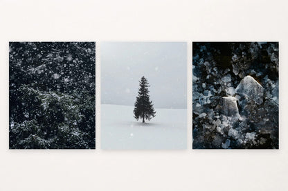 Snowy fir branches, a lone tree in snow, and dark-backed ice floes.
