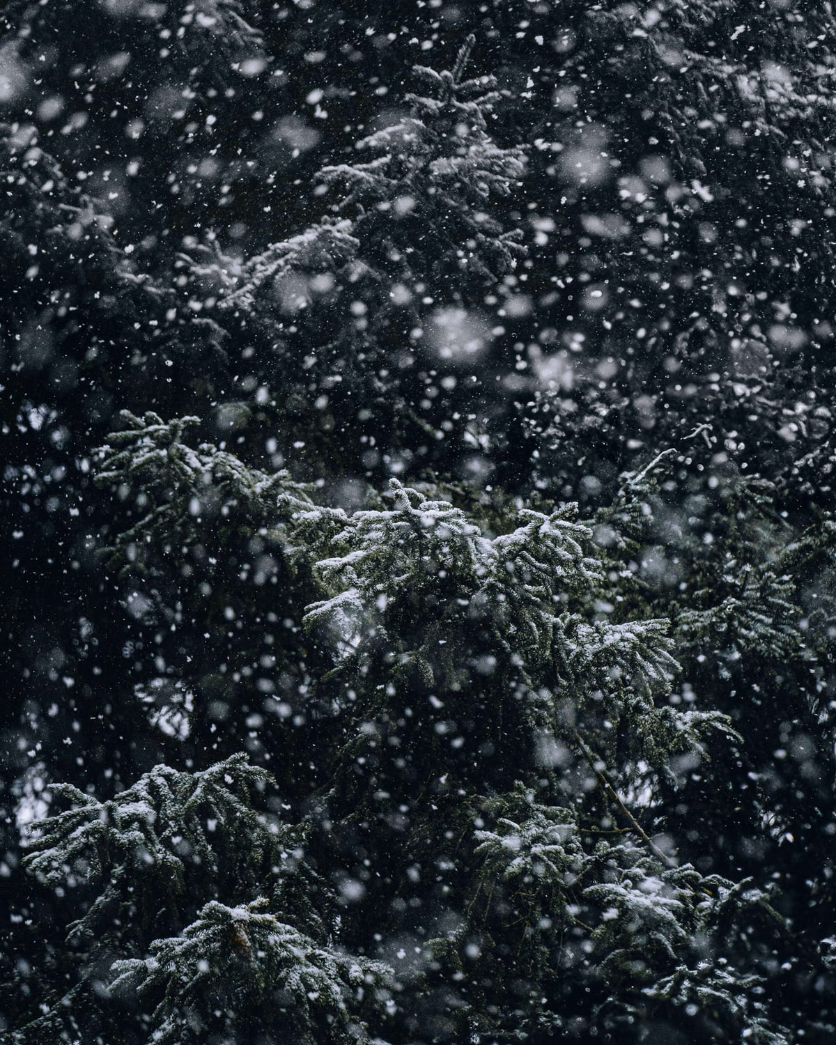 Snow-laden evergreen branches.