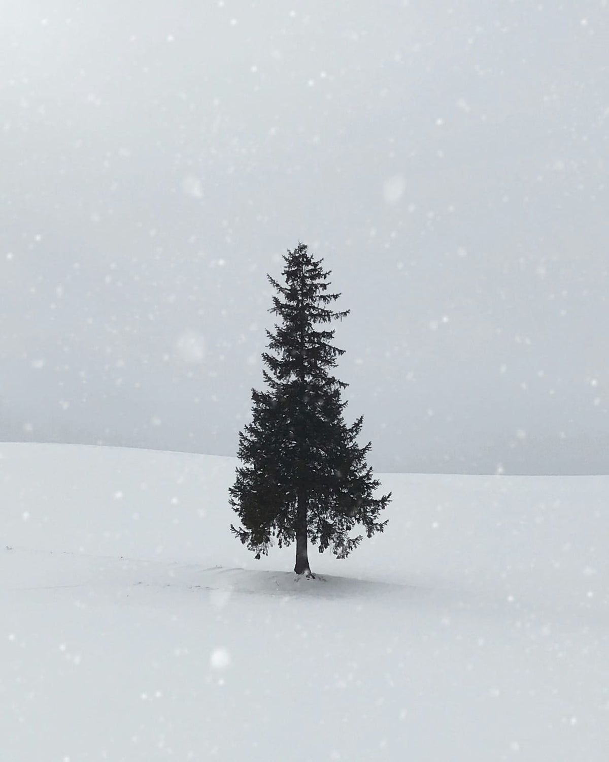 A solitary fir on an open snowy field.