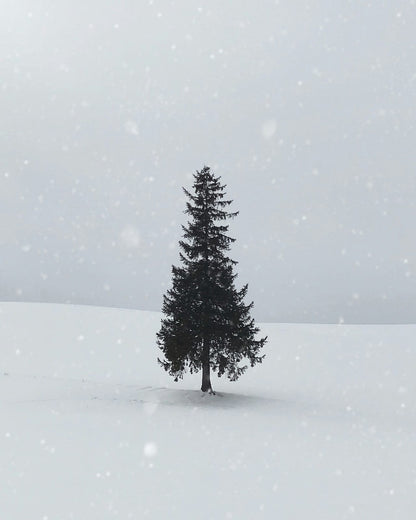 A solitary fir on an open snowy field.