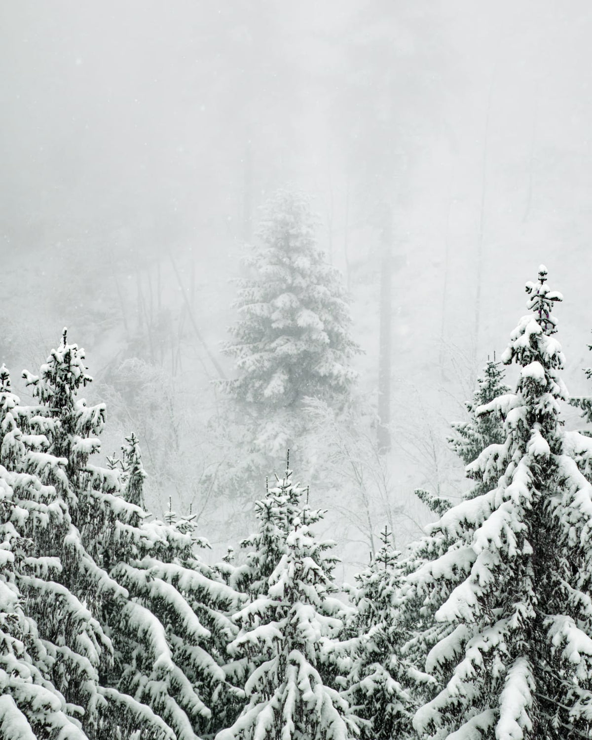 Snow-covered fir trees in a foggy forest.