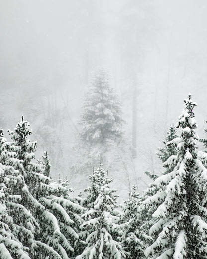 Snow-covered fir trees in a foggy forest.
