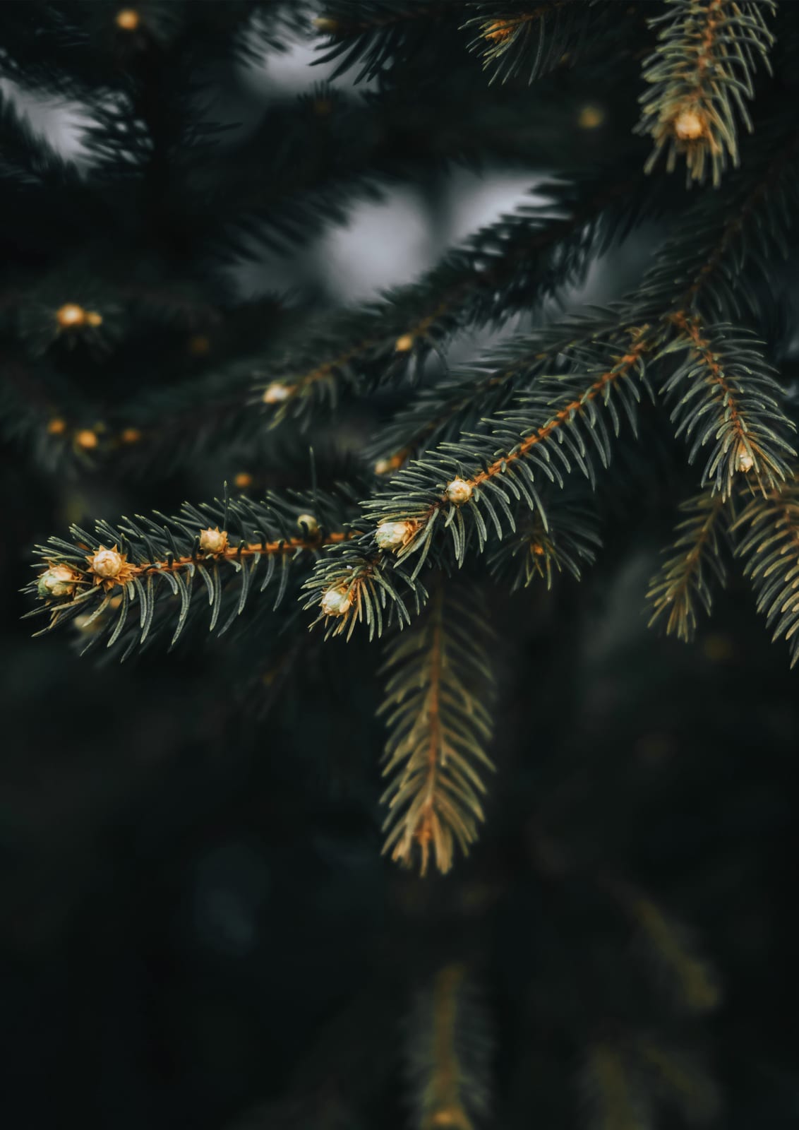 An evergreen branch catching warm points of light.