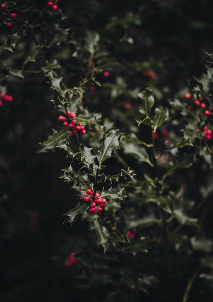 A holly branch with bright red berries.