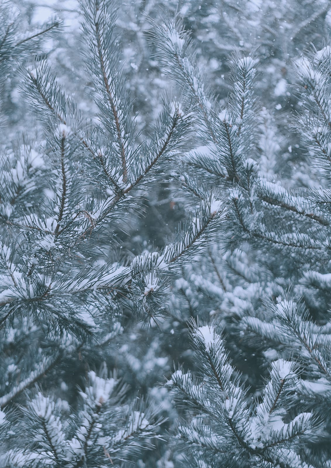 A pine branch catches falling snow.