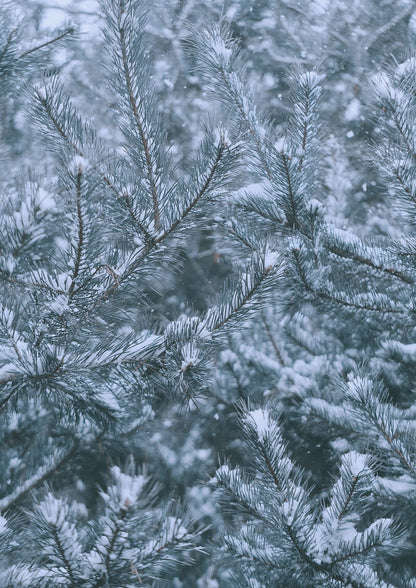 A pine branch catches falling snow.