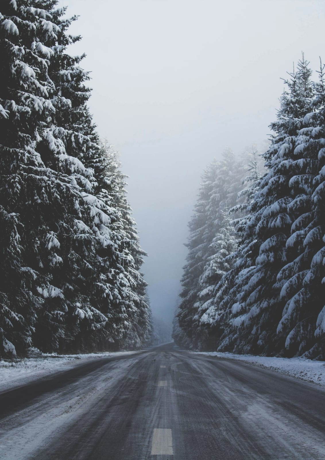 A snowy road leads through evergreen trees.