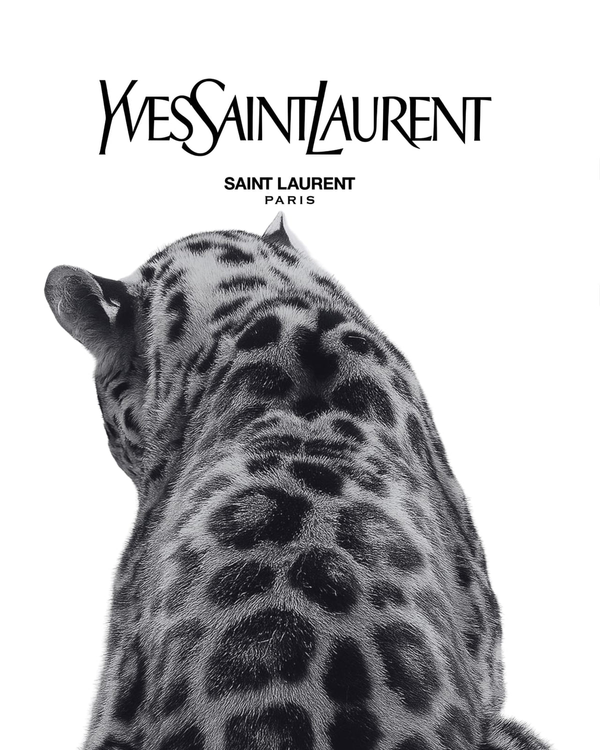 A leopard portrait beneath Yves Saint Laurent lettering.